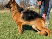 Şecereli eğitimli genç yetişkin alman çoban köpeklerimiz