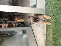 İki aylık dişi Malinois