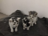 Tatlı Yavru Kediler