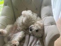 Afacan maltipoo erkek