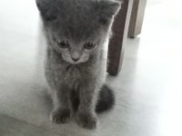 British shorthair yavruma yuva