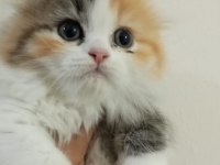 Scottish fold longhair