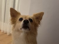 7 yaşında köpeğimiz