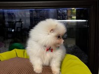 Pomeranian boo köpeği