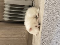 Pomeranian Spitz