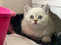 British shorthair yavru erkek dişi
