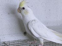 Cf Cremio Yavru Sultan Papağanı