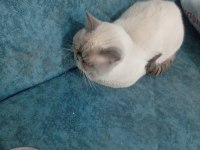 Prenses scottish fold kedimiz duman
