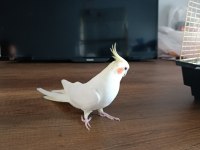Sultan papağanı 11 aylık
