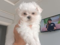 Oyuncu teacup kore maltese