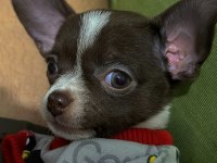 Şehir değişikliği nedeniyle köpeğimi vermek zorundayım
