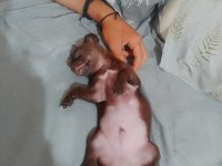 Çikolata Chihuahua