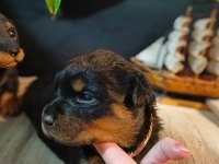 Şecereli Rottweiler bebeklerim