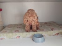 11 Aylık Erkek Poodle
