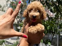 Orjinal apricot yavru poodle