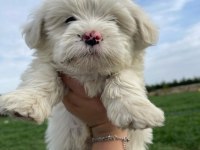 Maltipoo bebek köpekler