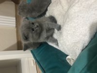 Evcil hayvanlar scottish fold