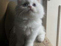 British longhair süt beyaz erkek