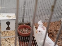 Albino sultan papağanı yavrular 6 tane