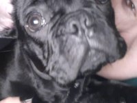 ORİJİNAL ERKEK FRANSIZ BULLDOG 6 AYLIK