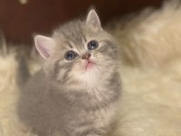 British tabby ayı surat british shorthair bebeklerim