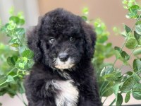 ORJİNAL LABRADOODLE YAVRULARIMIZ