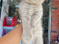 LİLAC RENGİ Scottish FOLD