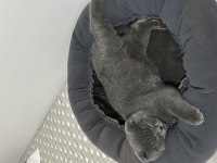 Scottish fold kedim