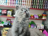 British shorthair 2 aylık bebek dişi