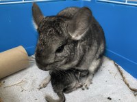 Erkek bebek chinchilla