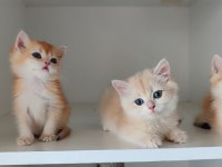 Bri golden bir dışı iki erkek