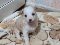 Yeni yavru köpeklerimiz sahiplerini bekliyorlar