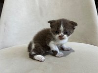 Scottish Fold Kediler
