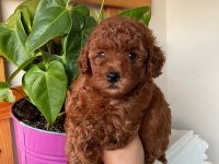 SAFKAN TOY POODLE YAVRULARIMIZ