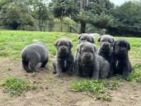 %100 Orjinal Cane Corso Yavrular Kredi Kartı Geçerlidir