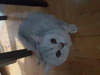 Tatlı Kedimiz Tırmık Yeni Yuvasını Arıyor