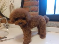 6 AYLIK TOY POODLE ERKEK