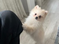 3 aylık dişi pomeranian güzellik