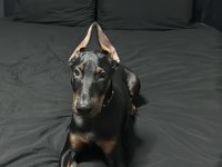 Safkan Orjinal Doberman A Kalite
