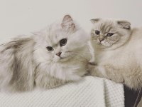 2 scottish fold longhair disi ve 1 erkek shorthair yavrular