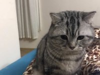 Erkek kedime eş arıyorum