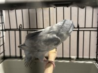 Dişi Pied Forpus Papağanı