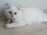 British longhair kızımıza yeni yuva