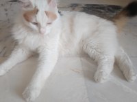 Çok tatlı kedidir