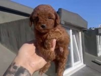 Red brown poodle yavrular