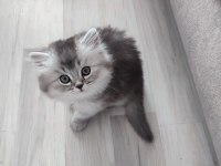 British longhair kedisi sahiplendirme