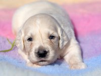 Golden Retriever Safkan
