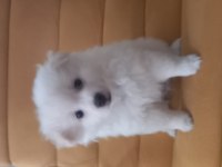 2 Aylık pomeranian yavrular