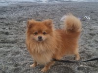 Köpeğimiz için whatsapp dan yazın