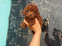 Toy Poodle Bebeklerimiz